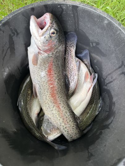 Regenbogenforelle