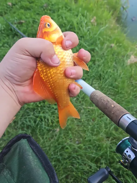 Goldfisch