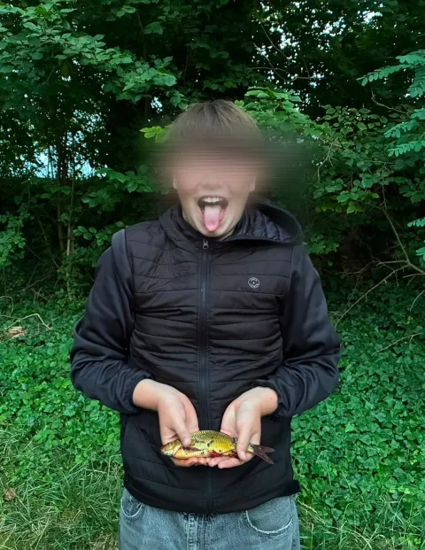 Rotfeder