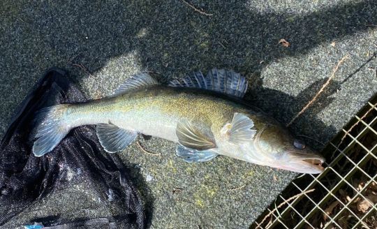 Zander