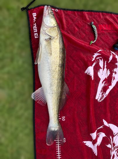 Zander