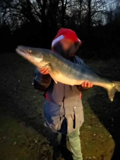 Zander