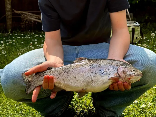 Regenbogenforelle