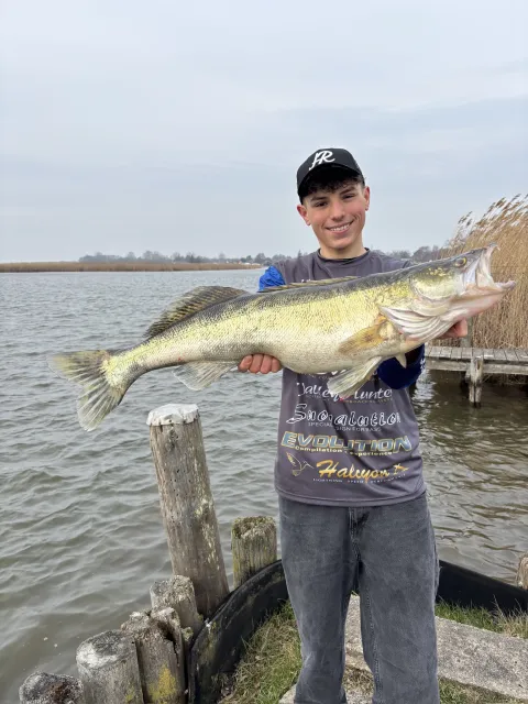 Zander
