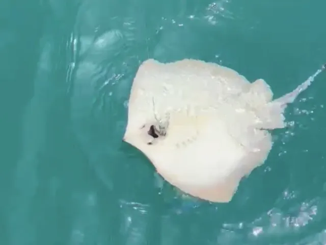 Nagelrochen