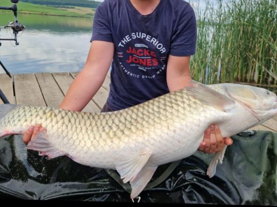Graskarpfen