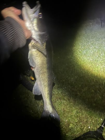Zander