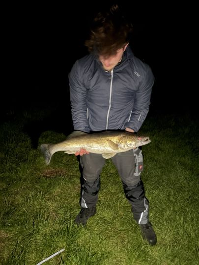 Zander