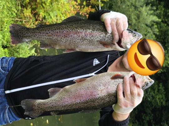 Regenbogenforelle