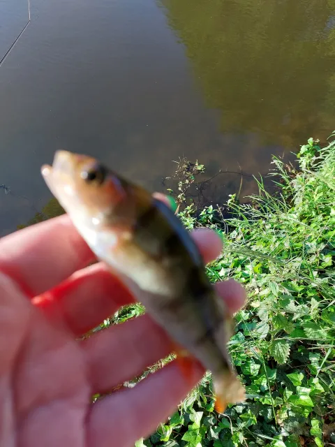 Flussbarsch