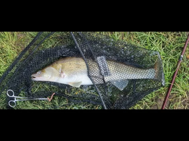 Zander