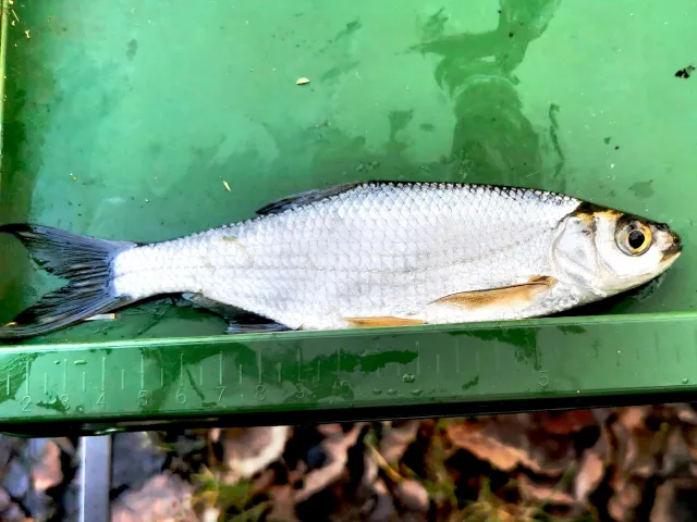 Ukelei