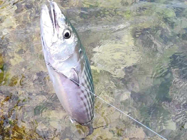 Bonito