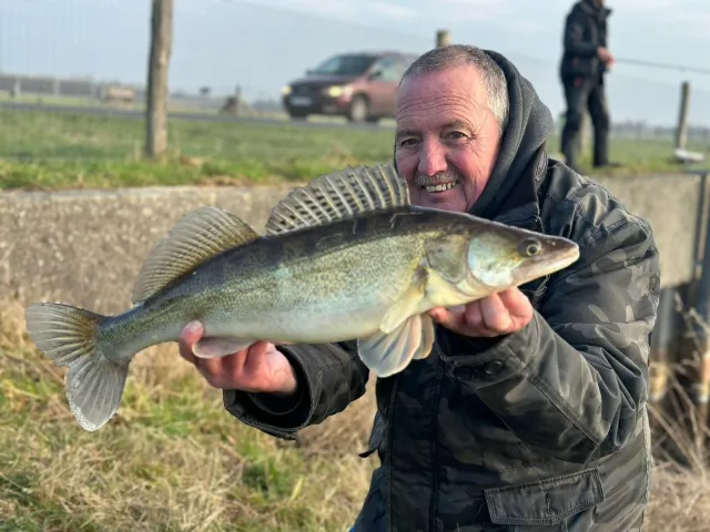 Zander