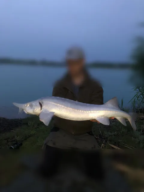Stör