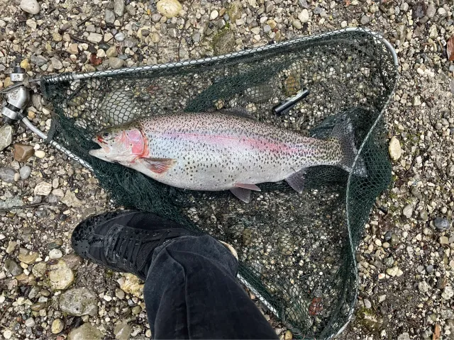Regenbogenforelle