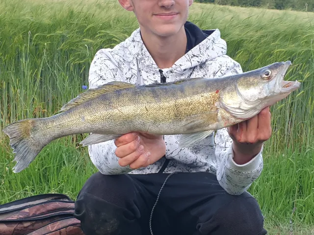 Zander