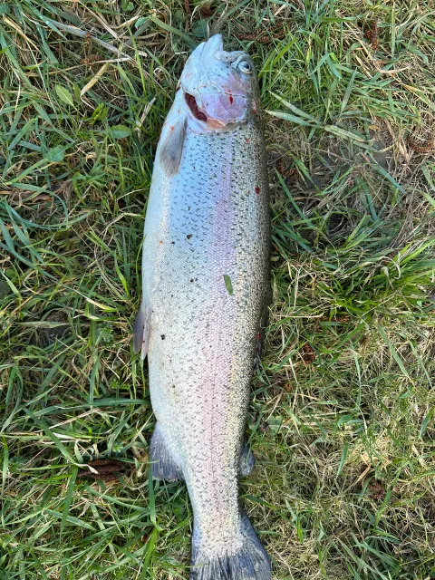 Regenbogenforelle