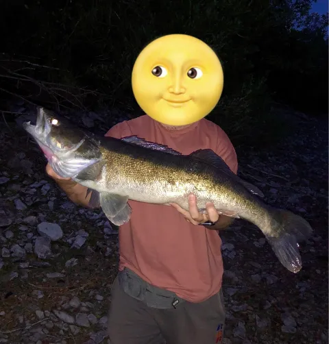 Zander