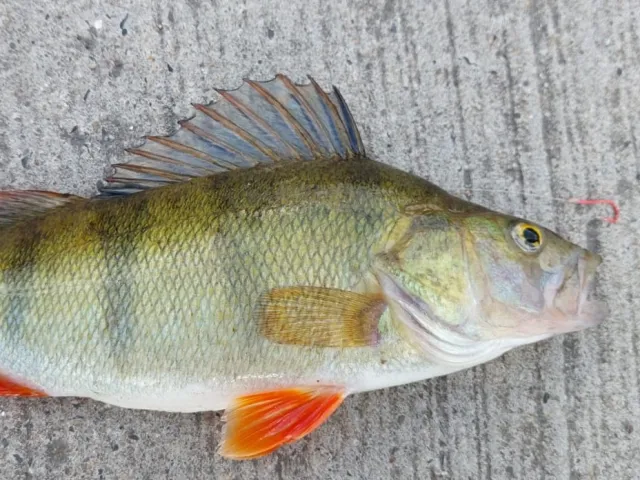 Flussbarsch