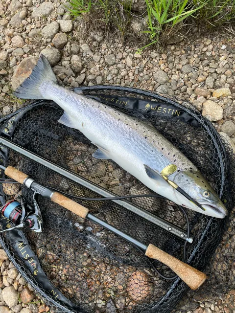 Lachs