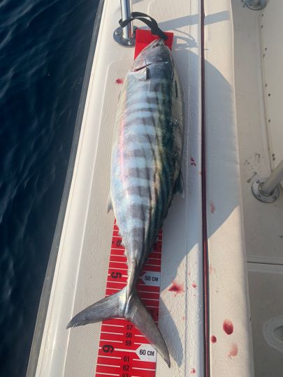 Bonito
