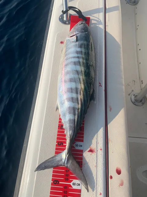 Bonito
