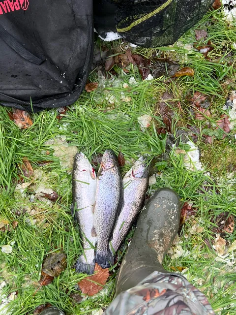 Regenbogenforelle