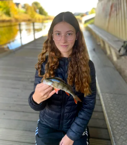 Flussbarsch