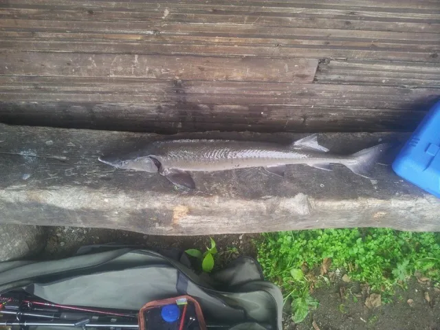 Stör
