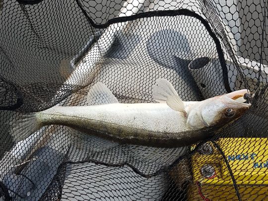 Zander