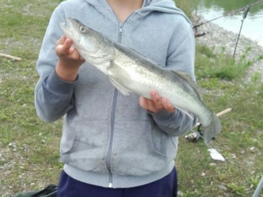 Zander