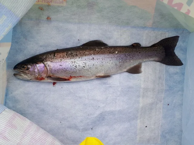 Regenbogenforelle