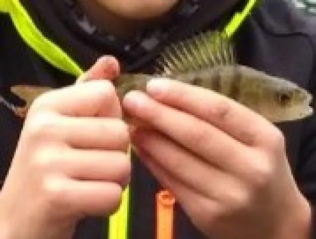 Flussbarsch
