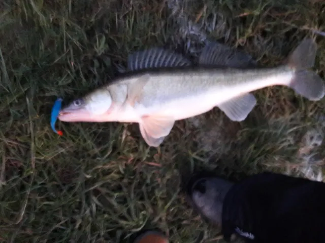 Zander