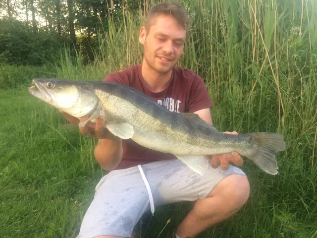 Zander