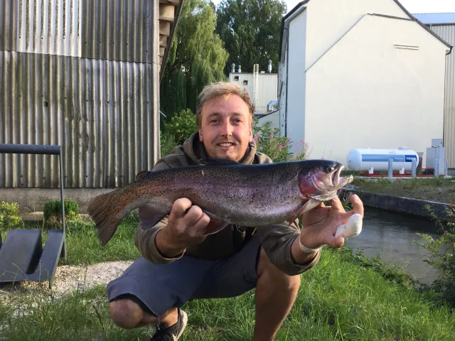 Regenbogenforelle