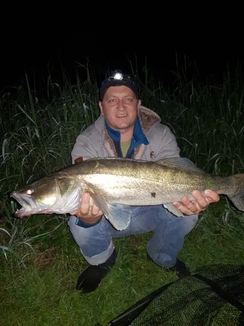 Zander