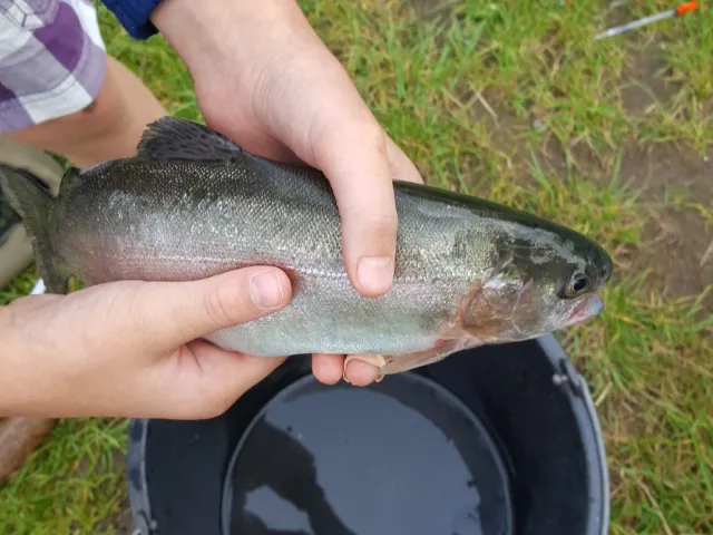 Regenbogenforelle