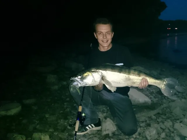 Zander
