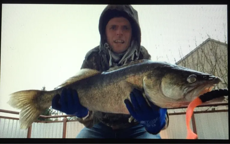 Zander