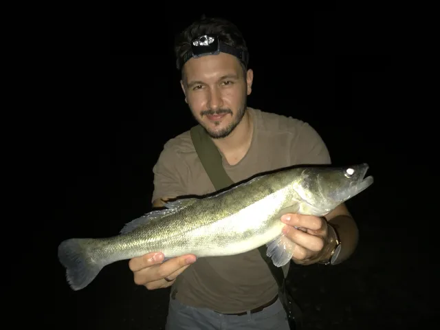 Zander