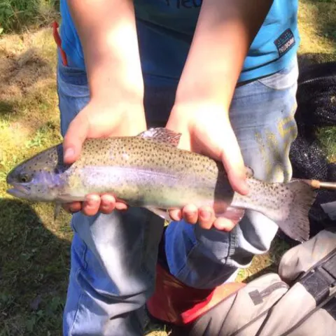 Regenbogenforelle