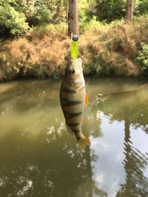 Flussbarsch