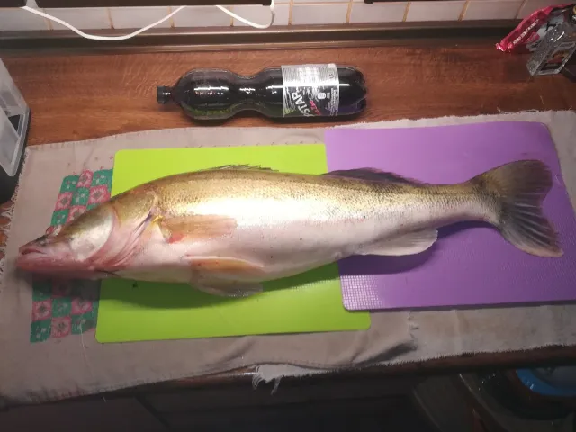 Zander