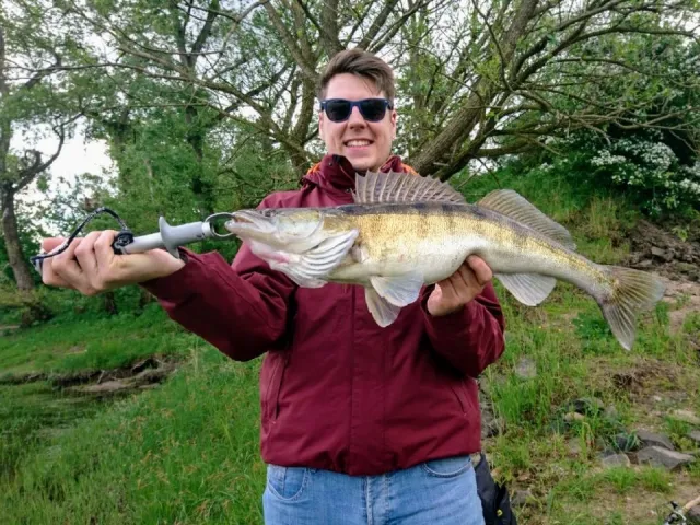 Zander