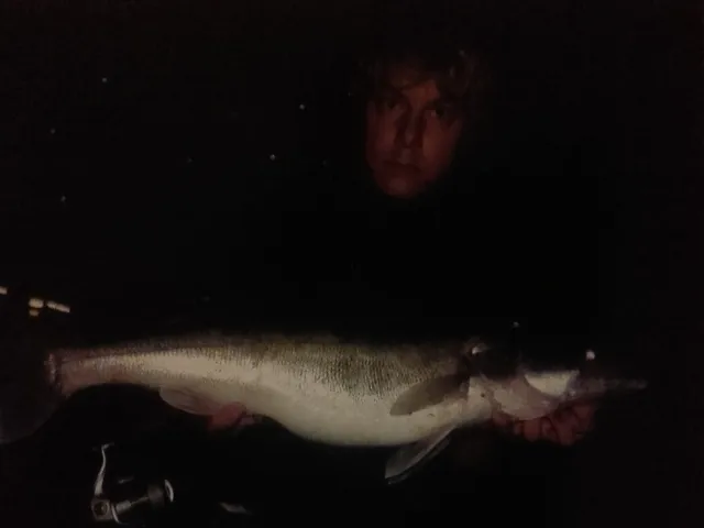 Zander