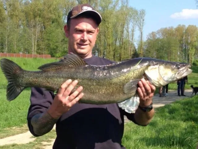 Zander