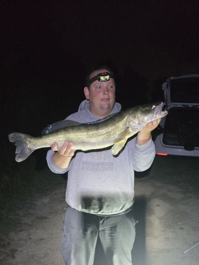 Zander
