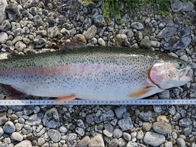 Regenbogenforelle